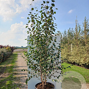 Betula utilis 'Doorenbos' 250-300 cm cont. 90L meerstammig