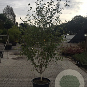 Betula utilis jacquemontii 175-200 cm 20L meerstammig