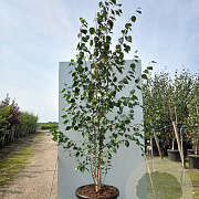 Betula utilis jacquemontii 200-250 cm cont. 70L meerstammig