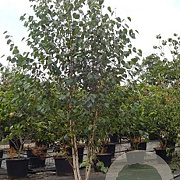 Betula utilis jacquemontii 250-300 cm cont. 90L meerstammig