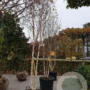 Betula utilis jacquemontii 300-350 cm cont. 80L meerstammig