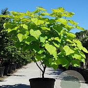 Catalpa bignonioides 'Aurea' 150-175 cm cont. 70L meerstammig