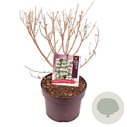 Caryopteris cland. Stephi 30-40 cm 5,0L