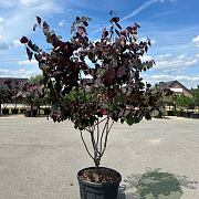 Cercis can. 'Forest Pansy' 150-175 cm cont. 70L meerstammig