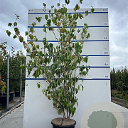 Cornus k. 'China Girl' 175-200 cm 20L meerstammig