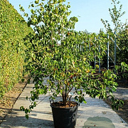 Cornus kousa chinensis 200-250 cm cont. 70L meerstammig