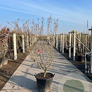 Cornus k. 'Milky Way' 150-175 cm cont. 70L meerstammig