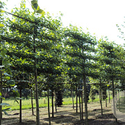 Liquidambar s. 'Worplesdon' 20-25 HO Cocoskluit leivorm 210 cm stam 5 etages