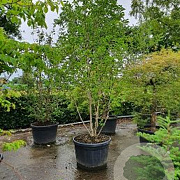 Magnolia kobus 150-175 cm cont. 70L meerstammig