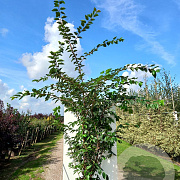 Prunus accolade 200-250 cm cont. 70L meerstammig