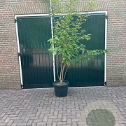 Prunus ser. 'Kanzan' 250-300 cm cont. 90L meerstammig