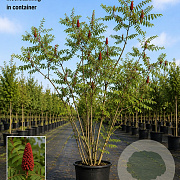 Rhus typhina 175-200 cm 20L meerstammig