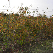 Amelanchier lamarckii 125-150 cm met kluit