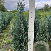 Chamaecyparis l. 'Columnaris' 80-100 cm met kluit