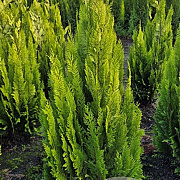 Chamaecyparis l. 'Ivonne' 100-125 cm met kluit