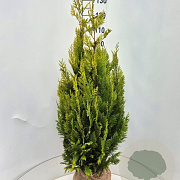 Chamaecyparis l. 'Ivonne' 125-150 cm met kluit