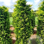 Chamaecyparis l. 'Stardust' 275-300 cm draadkluit
