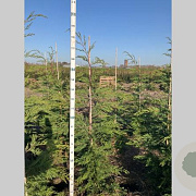 Cupressocyparis leylandii 150-175 cm met kluit