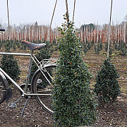 Ilex aq. 'Alaska' 100-125 cm met kluit