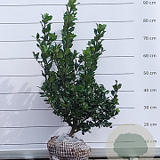 Ilex meserv. 'Blue Prince' 60-80 cm met kluit