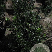 Ilex meserv. 'Blue Prince' 80-100 cm met kluit
