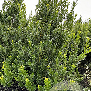 Ilex maximowicziana kanehirae 125-150 cm met kluit