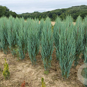 Juniperus s. 'Blue Arrow' 140-160 cm met kluit