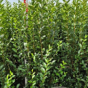Ligustrum ovalifolium 125-150 cm met kluit