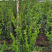 Ligustrum ovalifolium 125-150 cm met kluit