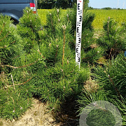 Pinus nigra nigra 60-80 cm met kluit