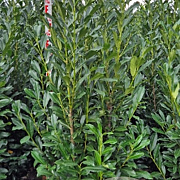 Prunus l. Elly 175-200 cm met kluit extra