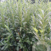 Prunus l. Elly 200-225 cm met kluit