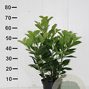 Prunus l. Etna 50-60 cm met kluit