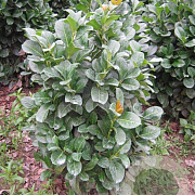 Prunus l. Etna 60-80 cm met kluit
