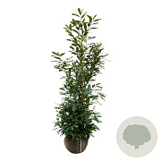 Prunus l. 'Herbergii' 150-175 cm met kluit