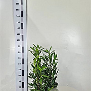 Prunus l. 'Herbergii' 60-80 cm met kluit