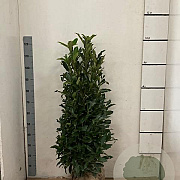 Prunus l. 'Reynvaanii' 100-125 cm met kluit