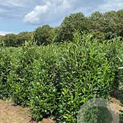 Prunus l. 'Reynvaanii' 60-80 cm met kluit