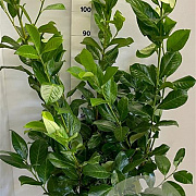 Prunus I. 'Rotundifolia' 100-125 cm met kluit