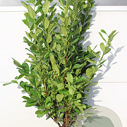 Prunus I. 'Rotundifolia' 120-140 cm met kluit