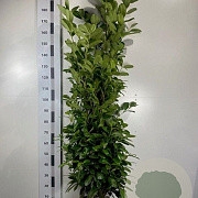 Prunus I. 'Rotundifolia' 140-160 cm met kluit