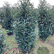 Prunus l. Genolia 150-175 cm met kluit