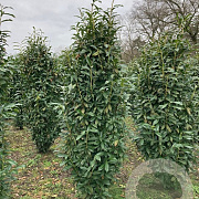 Prunus l. Genolia 175-200 cm met kluit extra