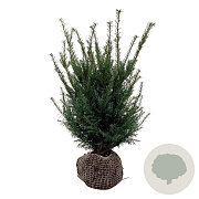 Taxus baccata 50-60 cm met kluit