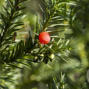 Taxus media 'Hicksii' 100-125 cm met kluit