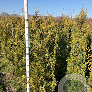 Thuja occ. 'Brabant' 125-150 cm met kluit