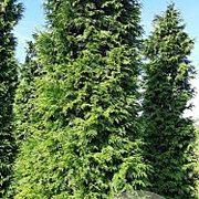 Thuja occ. 'Brabant' 300-350 cm draadkluit