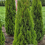 Thuja occ. 'Smaragd' 150-175 cm met kluit