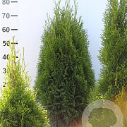 Thuja occ. 'Smaragd' 60-80 cm met kluit