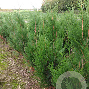 Thuja pl. 'Atrovirens' 125-150 cm met kluit